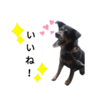 ガウガウ！モモちゃんスタンプ（個別スタンプ：13）