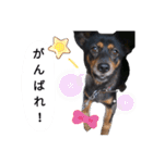 ガウガウ！モモちゃんスタンプ（個別スタンプ：15）