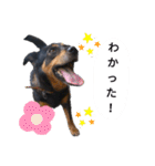 ガウガウ！モモちゃんスタンプ（個別スタンプ：20）