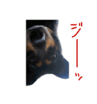 ガウガウ！モモちゃんスタンプ（個別スタンプ：38）