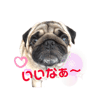 パグのげんこつ✊（個別スタンプ：6）