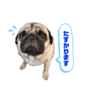 パグのげんこつ✊（個別スタンプ：23）