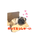 パグのげんこつ✊（個別スタンプ：24）