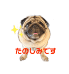 パグのげんこつ✊（個別スタンプ：28）