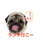 パグのげんこつ✊（個別スタンプ：29）
