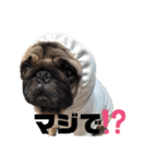 パグのげんこつ✊（個別スタンプ：33）