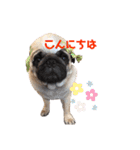 パグのげんこつ✊（個別スタンプ：34）