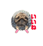 パグのげんこつ✊（個別スタンプ：39）