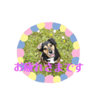 ビー柴はな②（個別スタンプ：1）