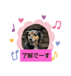 ビー柴はな②（個別スタンプ：6）