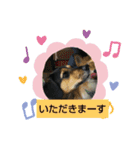 ビー柴はな②（個別スタンプ：13）