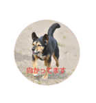 ビー柴はな②（個別スタンプ：20）