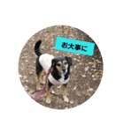 ビー柴はな②（個別スタンプ：28）