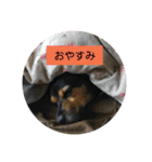 ビー柴はな②（個別スタンプ：31）