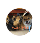 ビー柴はな②（個別スタンプ：37）