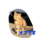 歴代のねこたち（個別スタンプ：1）