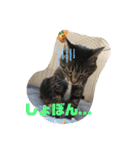 歴代のねこたち（個別スタンプ：2）