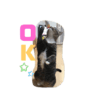 歴代のねこたち（個別スタンプ：3）