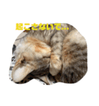 歴代のねこたち（個別スタンプ：5）