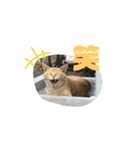 歴代のねこたち（個別スタンプ：6）