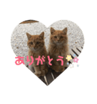 歴代のねこたち（個別スタンプ：7）