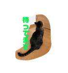 歴代のねこたち（個別スタンプ：8）