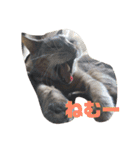 歴代のねこたち（個別スタンプ：9）