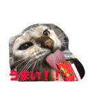 歴代のねこたち（個別スタンプ：11）