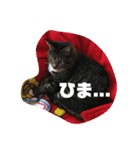 歴代のねこたち（個別スタンプ：15）