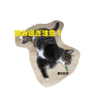 歴代のねこたち（個別スタンプ：16）
