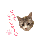 タマとマロ時々ミルク 2nd（個別スタンプ：3）