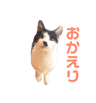タマとマロ時々ミルク 2nd（個別スタンプ：4）