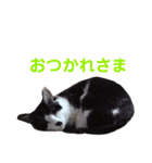 タマとマロ時々ミルク 2nd（個別スタンプ：7）