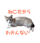 タマとマロ時々ミルク 2nd（個別スタンプ：9）