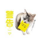 タマとマロ時々ミルク 2nd（個別スタンプ：12）