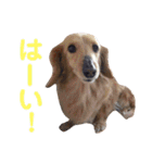 タマとマロ時々ミルク 2nd（個別スタンプ：14）