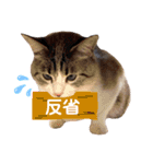 タマとマロ時々ミルク 2nd（個別スタンプ：15）