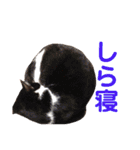 タマとマロ時々ミルク 2nd（個別スタンプ：19）