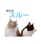 タマとマロ時々ミルク 2nd（個別スタンプ：21）