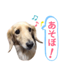 タマとマロ時々ミルク 2nd（個別スタンプ：22）
