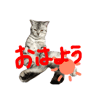 しー坊スタンプ（個別スタンプ：1）
