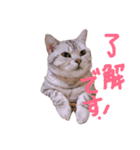 しー坊スタンプ（個別スタンプ：3）