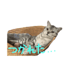 しー坊スタンプ（個別スタンプ：11）