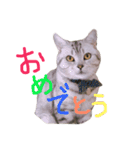 しー坊スタンプ（個別スタンプ：16）