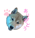 レアのスタンプII（個別スタンプ：1）