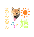 レアのスタンプII（個別スタンプ：4）