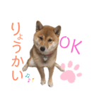 レアのスタンプII（個別スタンプ：5）