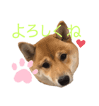 レアのスタンプII（個別スタンプ：7）