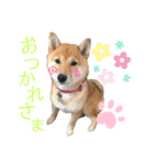 レアのスタンプII（個別スタンプ：8）