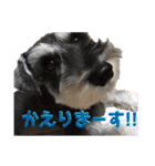 シュナのろっちゃん（個別スタンプ：13）